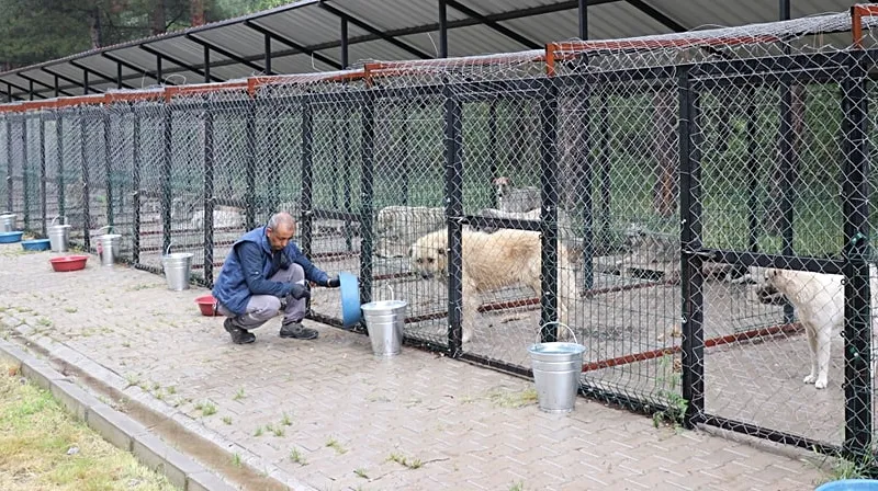 Belediye Destekli 1.000 Köpek Kısırlaştırma Projesi Başladı