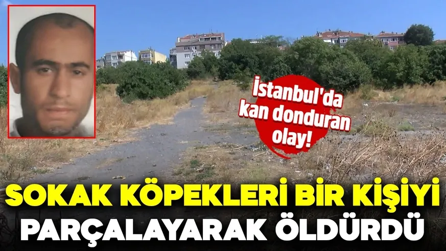 Başıboş sokak köpekleri engelli vatandaşı parçalayarak öldürdü
