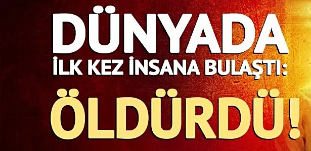 Kuş gribi alarmı: H5N5 virüsü dünyada ilk kez can aldı...