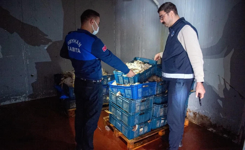 Seyhan Zabıtadan Depo Baskını: Yüzlerce ölü tavuk ele geçirildi