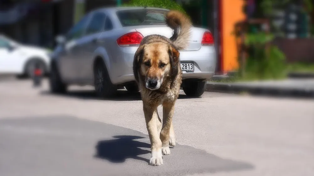 Adana’da başıboş sokak köpekleri toplanıyor...