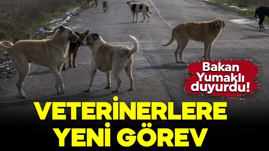 Sahipsiz sokak köpekleri denetimlerinde veterinerlere görev