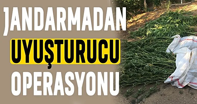 Adana’da 712 kök Hint keneviri ele geçirildi