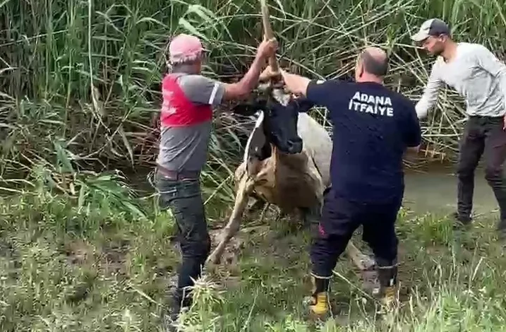 Bataklığa saplanan inek vinçle kurtarıldı