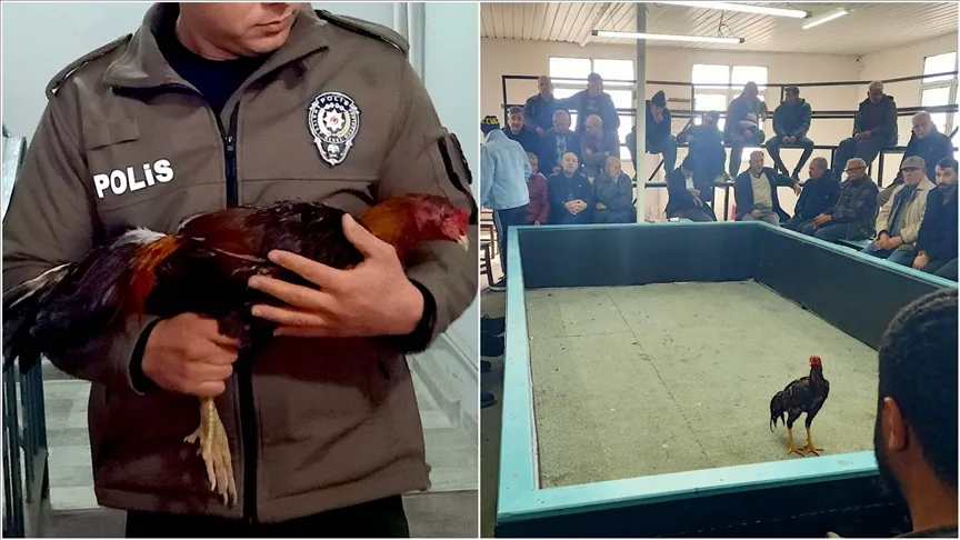 Polis müşteri gibi girdi, horoz dövüşüne suçüstü operasyon yaptı