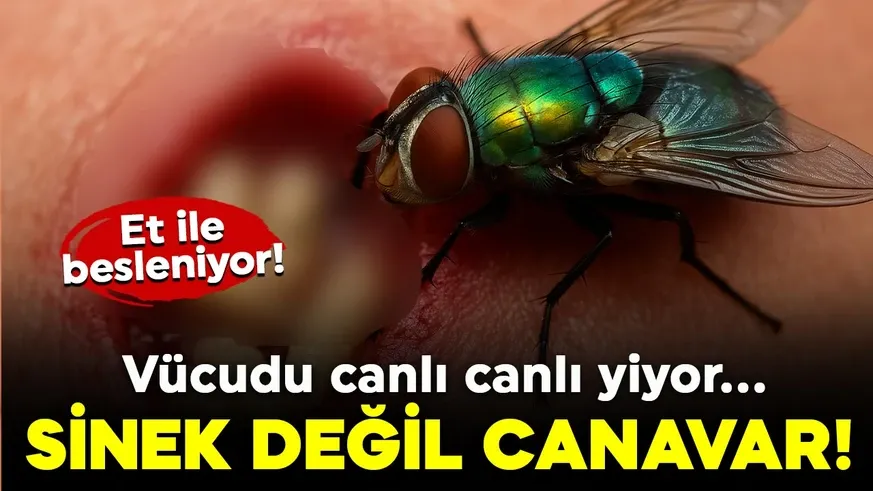 Sinek değil canavar! Et ile besleniyor: Vücudu canlı canlı yiyor