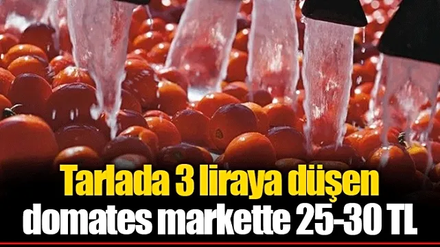 Tonlarca Ürün Tarlada, Alıcı Yok: Adanalı Üreticiler Endişeli