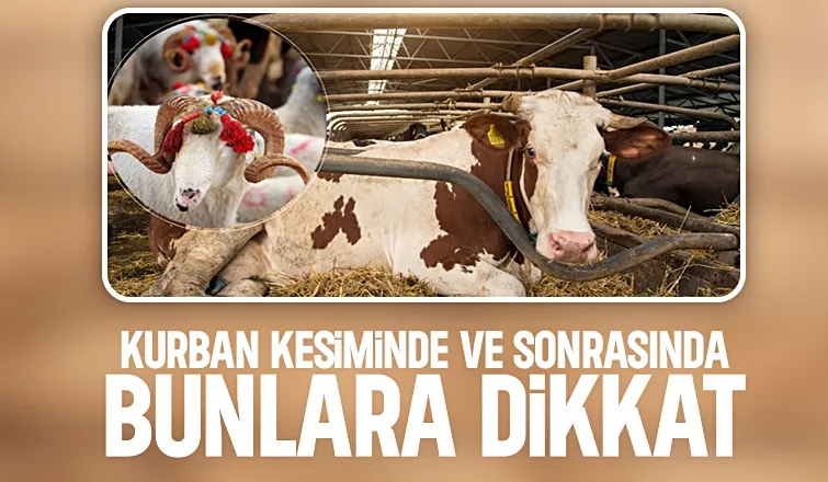 Kurban kesecekler dikkat! Uzmanlar uyardı: Hayvandan insana geçebilir!