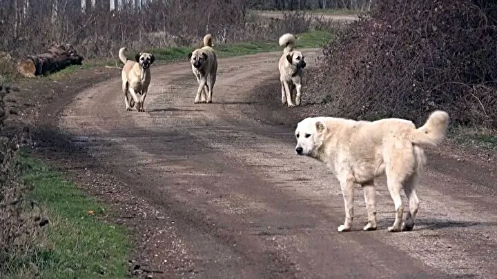 Mahalleli sokak köpeklerine isyan etti...