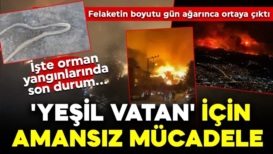 Koca orman gitti, geriye kül yığını kaldı...