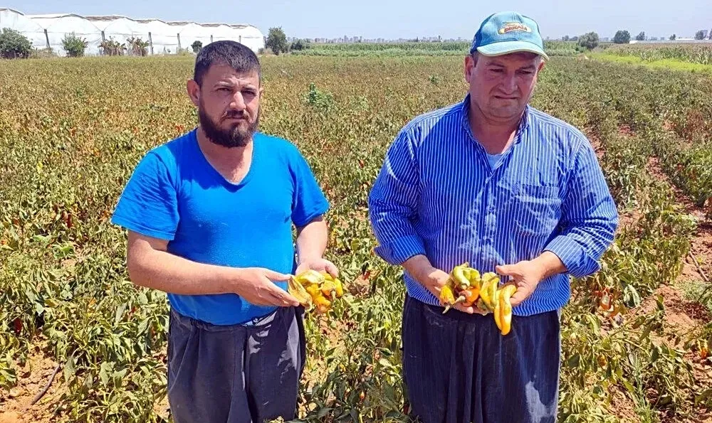 Aşırı sıcaklar tarladaki biberi yaktı...