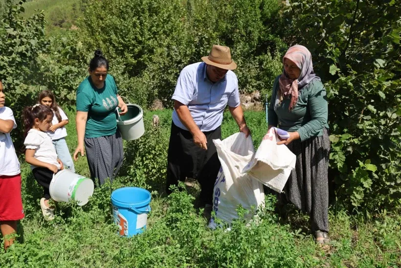 Karadeniz değil Adana: Torosların eteğinde fındık hasadı