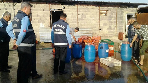 Ceyhan Zabıtası kaçak kesimi affetmiyor!
