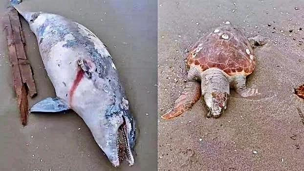 Kıyıya Caretta ve Yunus Ölüsü Vurdu